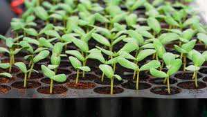 Seedlings