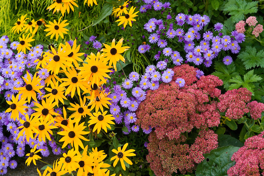 Fall flowers